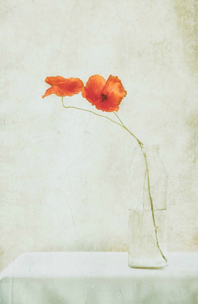 Two Poppies in a Bottle von Delphine Devos