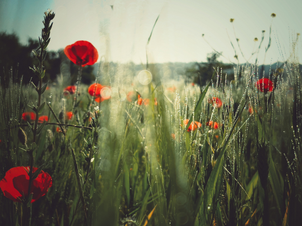 Spirit of the fields von Delphine Margau