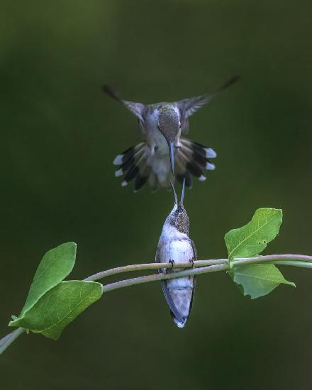 Feeding