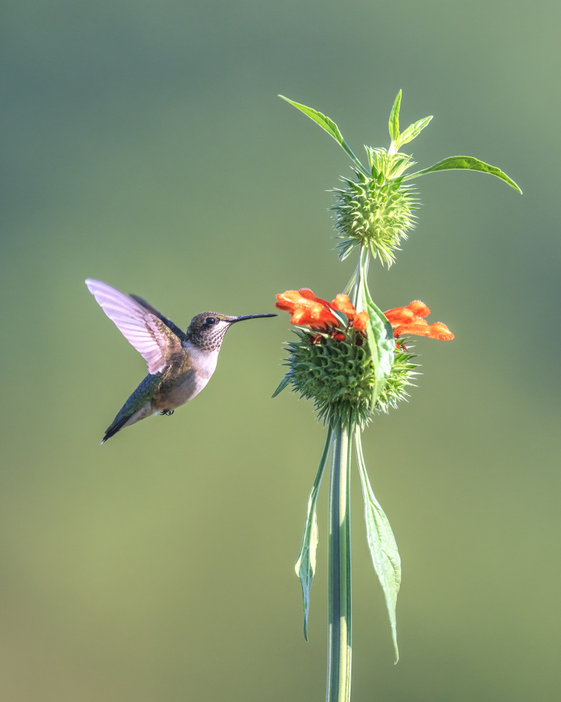 Hummer on Lions Ear flower von Deming W