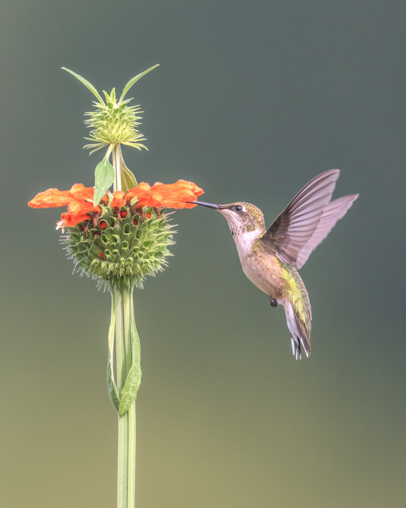 Hummer on Lions Ear Flower II von Deming W