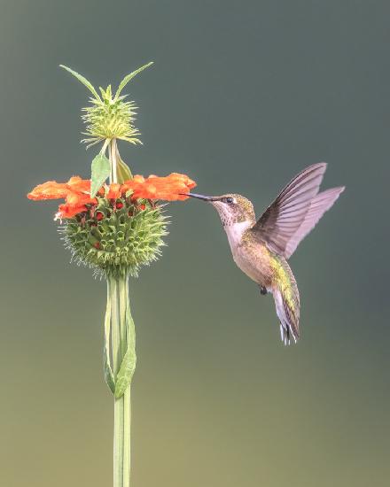 Hummer on Lions Ear Flower II