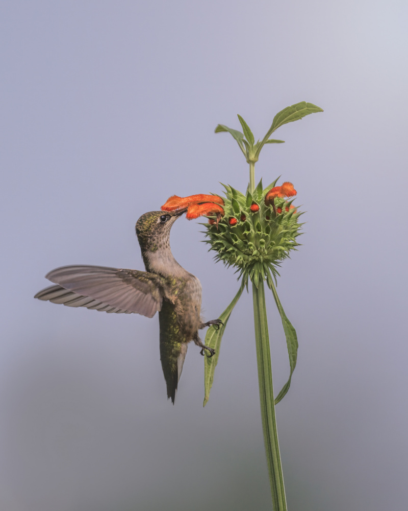 Hummer on Lions Ear Flower III von Deming W