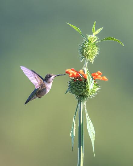 Hummer on Lions Ear flower