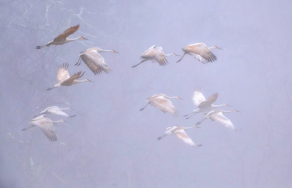 Sandhill crane in foggy morning von Deming W