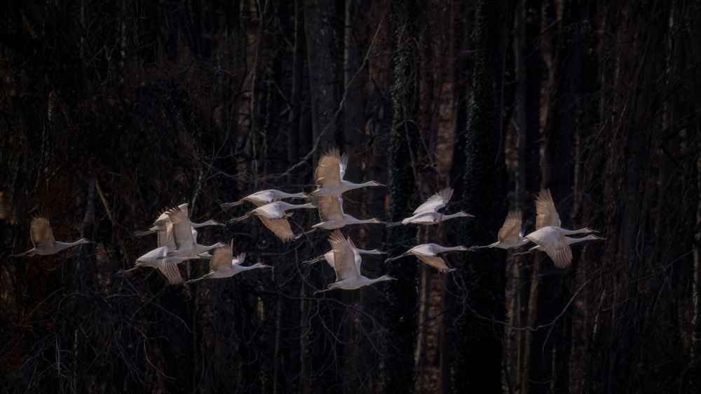 Sandhill cranes von Deming W