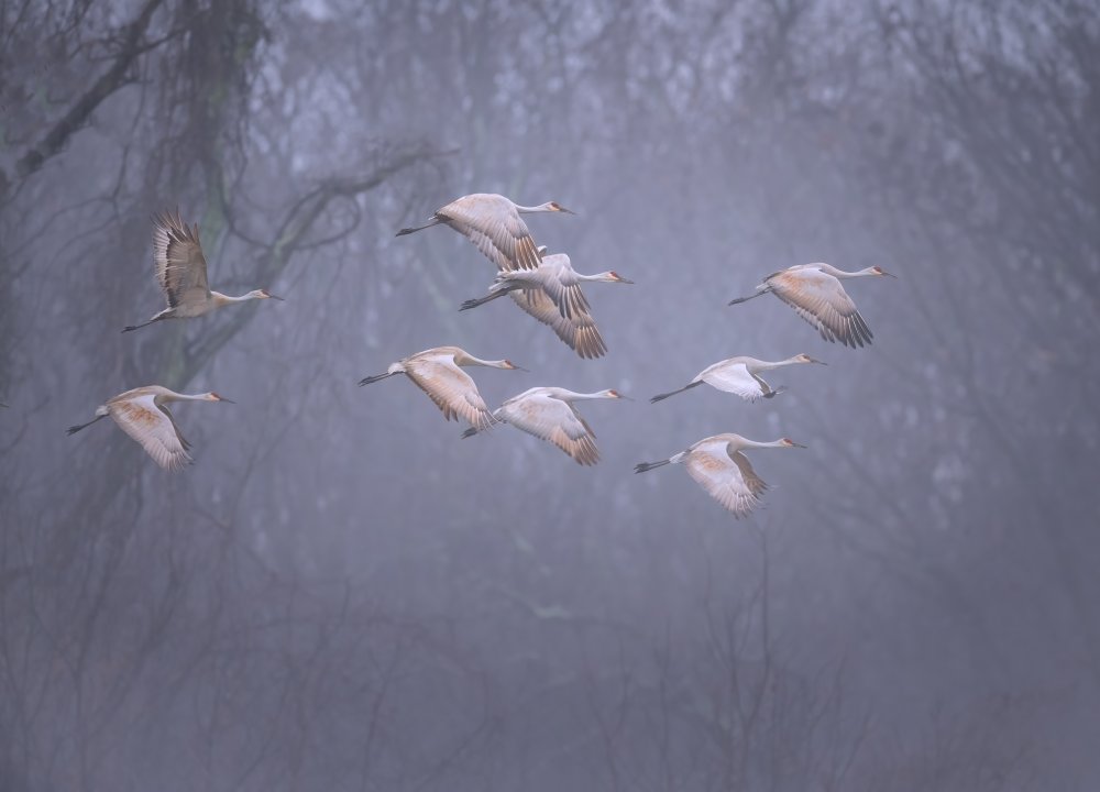 Sandhill cranes in foggy morning von Deming W