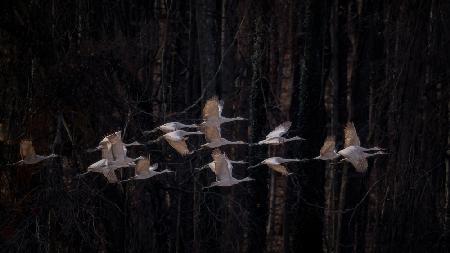 Sandhill cranes