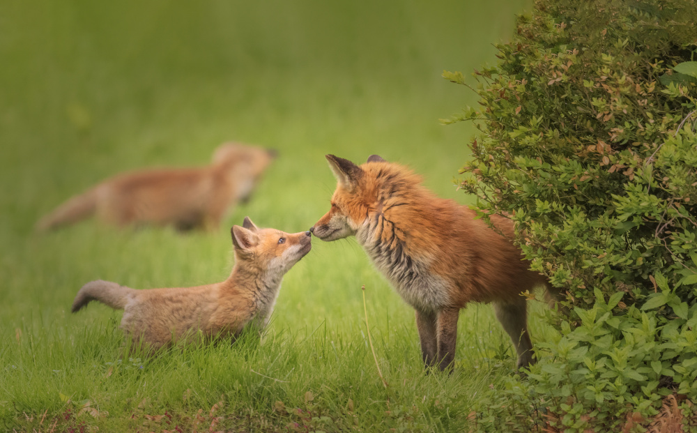 Mom and kits von Deming W