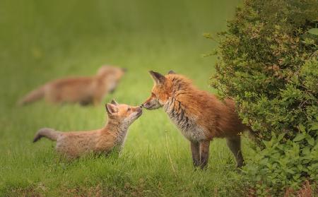 Mom and kits