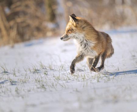 Running Fox