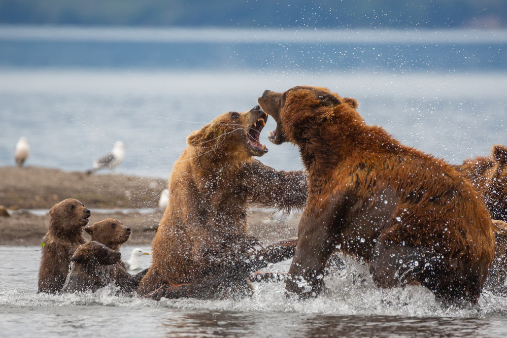 Protecting children von Denis Budkov