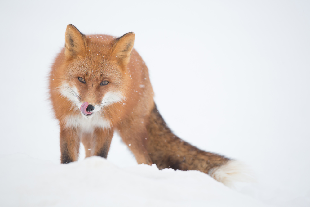 Where is the hare? von Denis Budkov