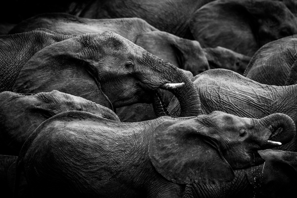 Elephant herd von Denise Eriksson