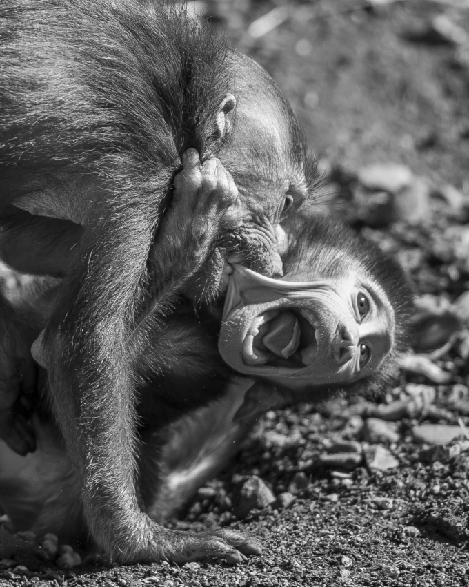 Monkye Hieraki in use von Dennis Grøntved