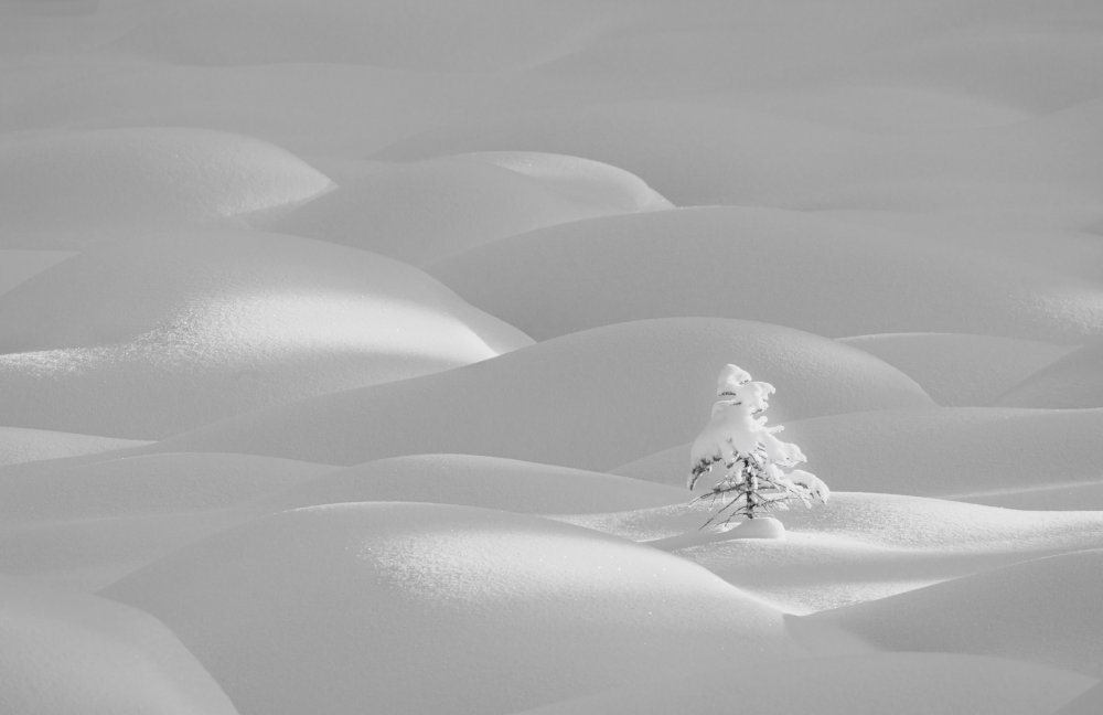 Alone von Dennis Zhang