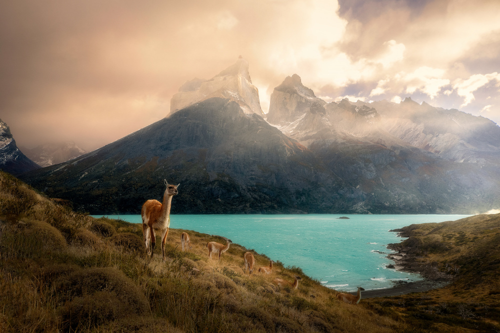 Alpaca at Torres del Paine II von Dennis Zhang