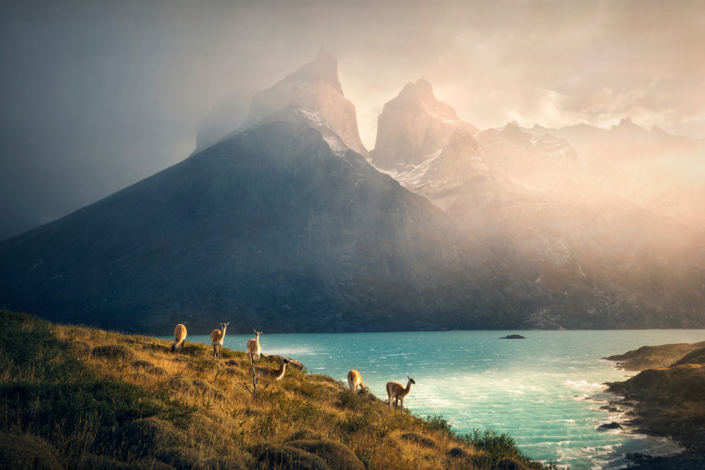 Alpaca at Torres de Paine von Dennis Zhang