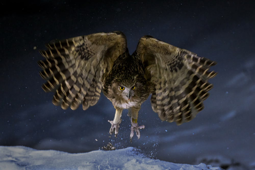 Blackistones fish owl von Dennis Zhang