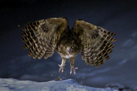 Blackistones fish owl