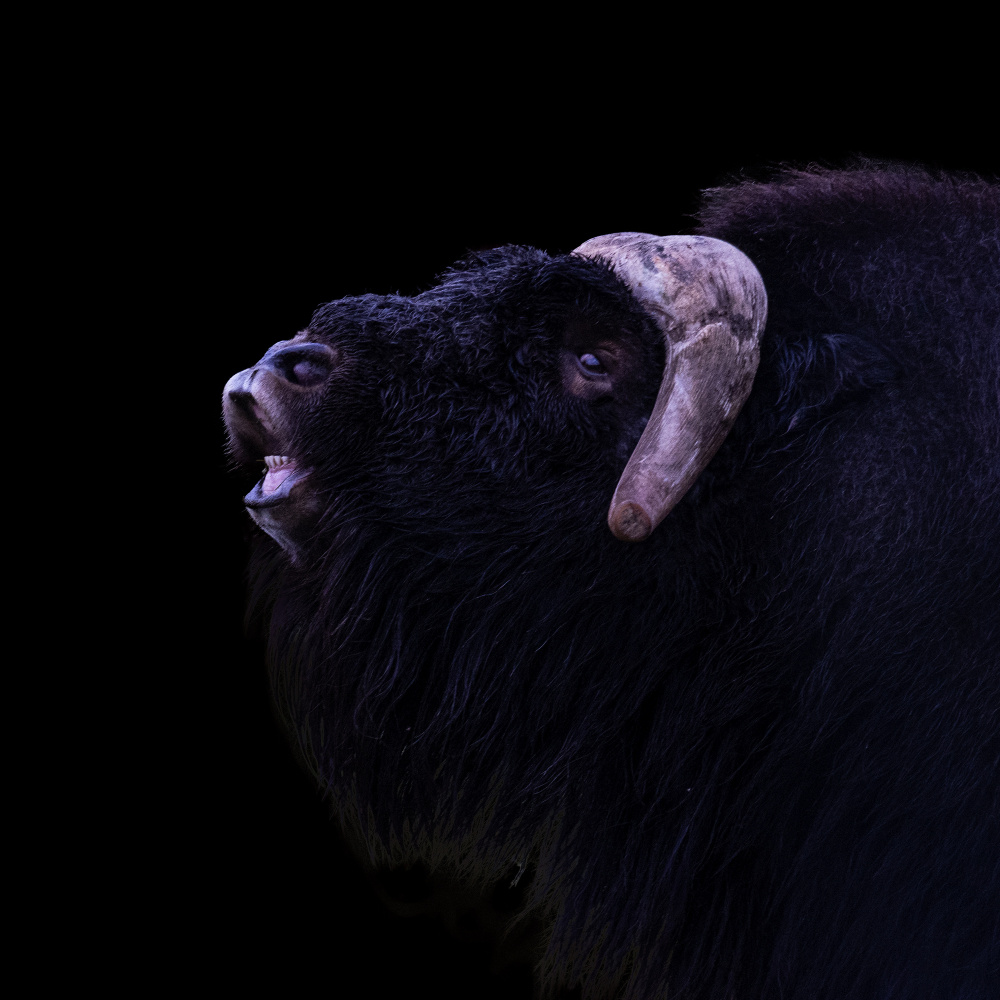 Muskox von Dennis Zhang