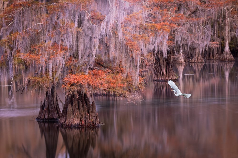 Egret and Cypress von Dennis Zhang