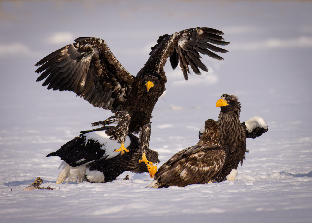 White-tailed Eagle von Dennis Zhang