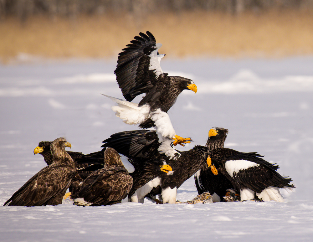 Steller Sea Eagle von Dennis Zhang