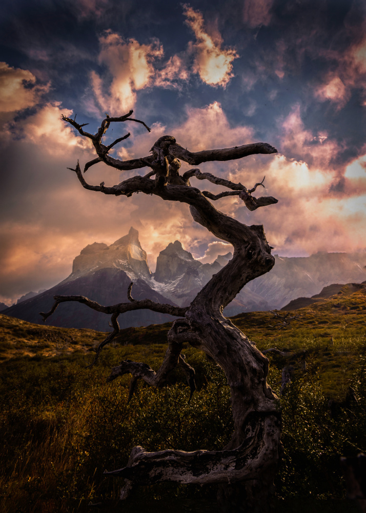 Dead Tree von Dennis Zhang