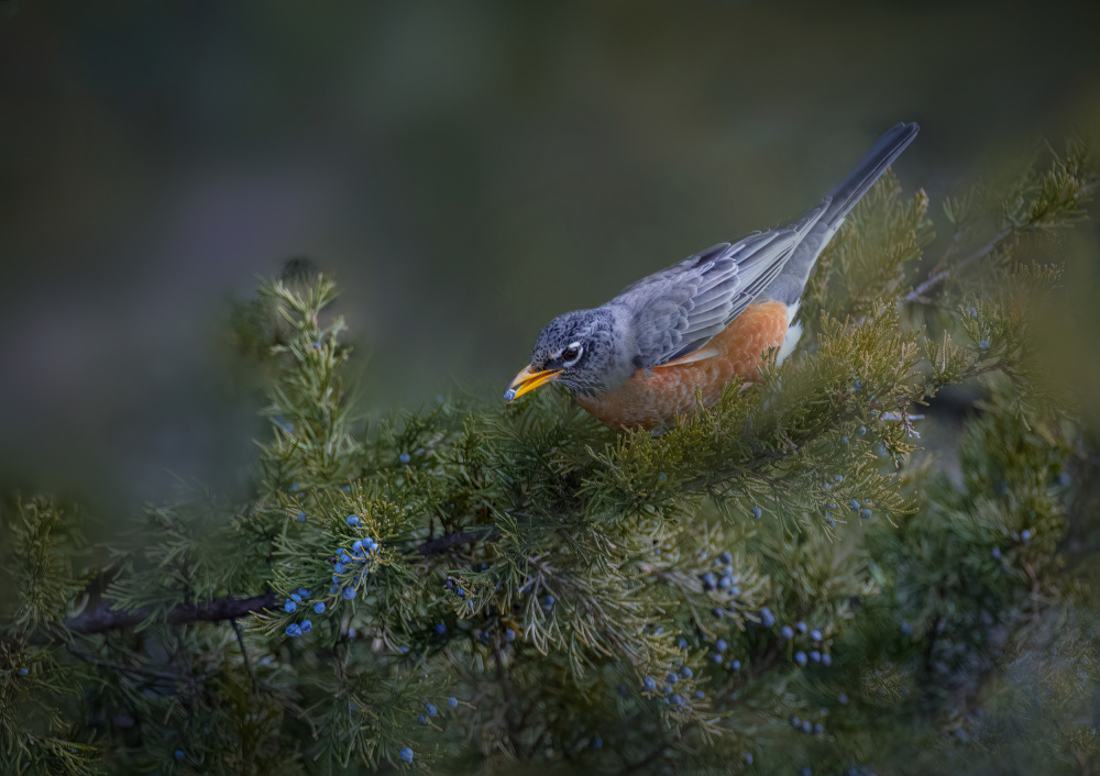 Dinner time von Dennis Zhang