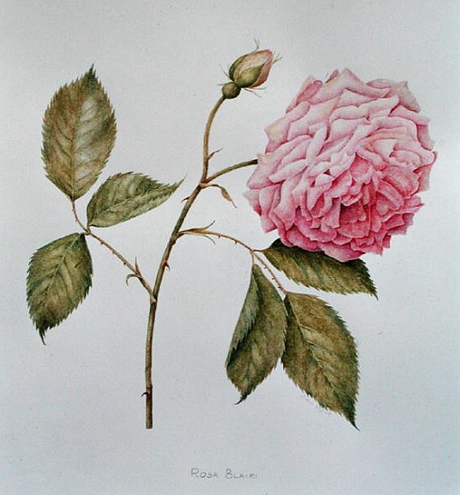 Rosa Blairi (pencil on paper)  von Diana  Everett