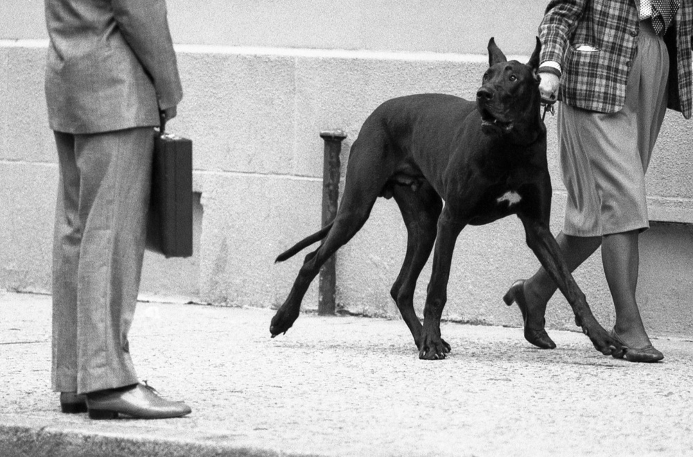 Great dane bodyguard (from the series &quot;Boy meets girl&quot;) von Dieter Matthes