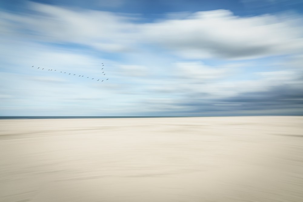 birds at the seaside von Dieter Reichelt