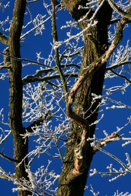 Baum bei Minus 8 Grad von Dieter Ritter