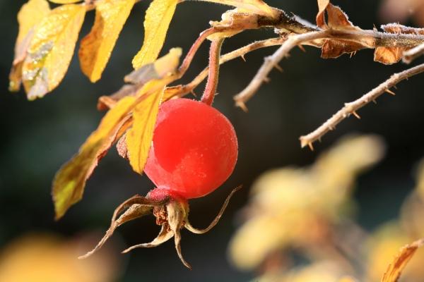 Beerenauslese Hagebutte von Dieter Ritter