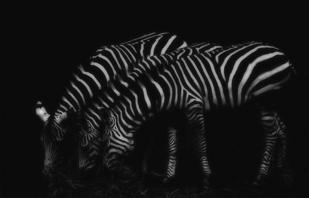 Zebra Crossing von Dietmar Krüger