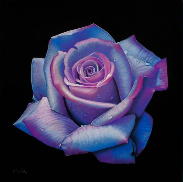 Blue and Pink Rose von Dietrich Moravec