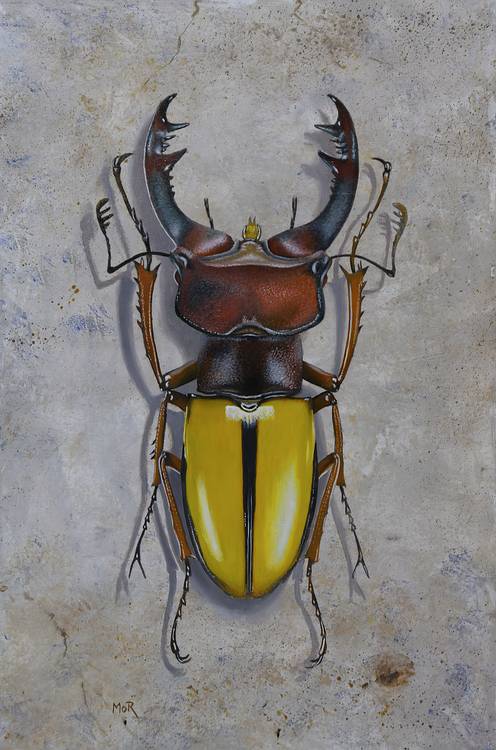 Lucanus Laetus von Dietrich Moravec