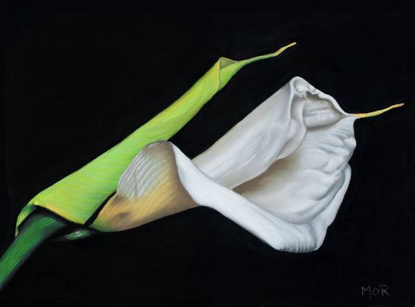 Weiße Calla von Dietrich Moravec