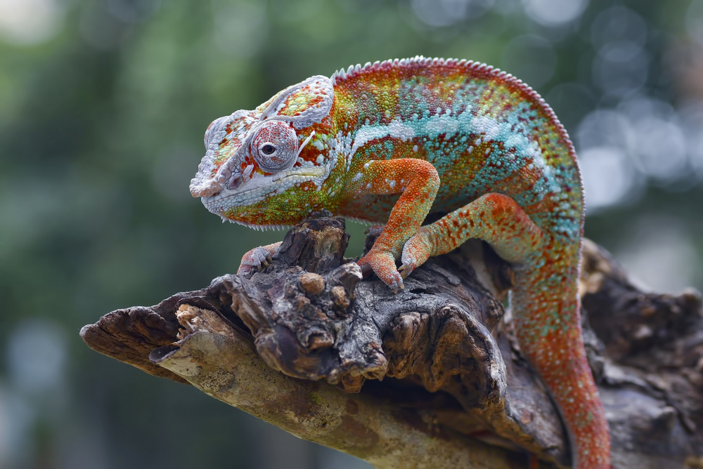 Chameleon panther on a tree von Dikky Oesin