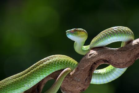 The white-lipped pit viper