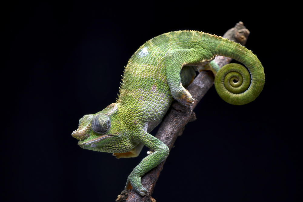 Fischer chameleon on black background von Dikky Oesin