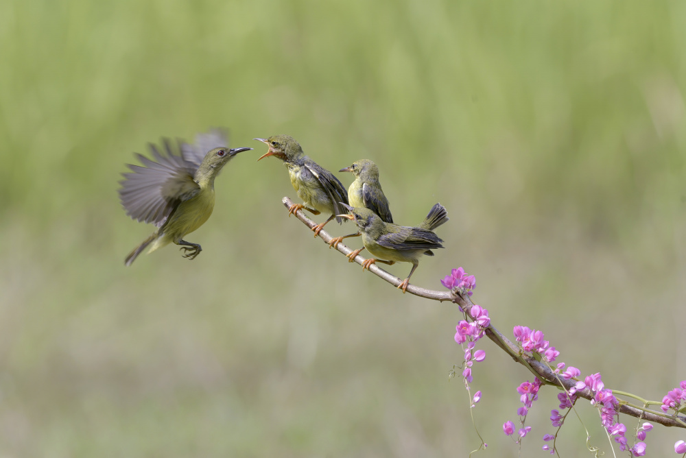 Feeding time von Dikky Oesin