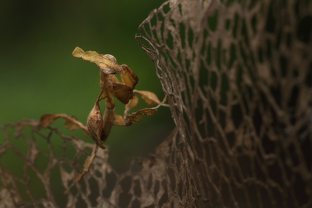 ghost mantis von Dikky Oesin