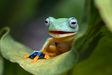 Green flying frog