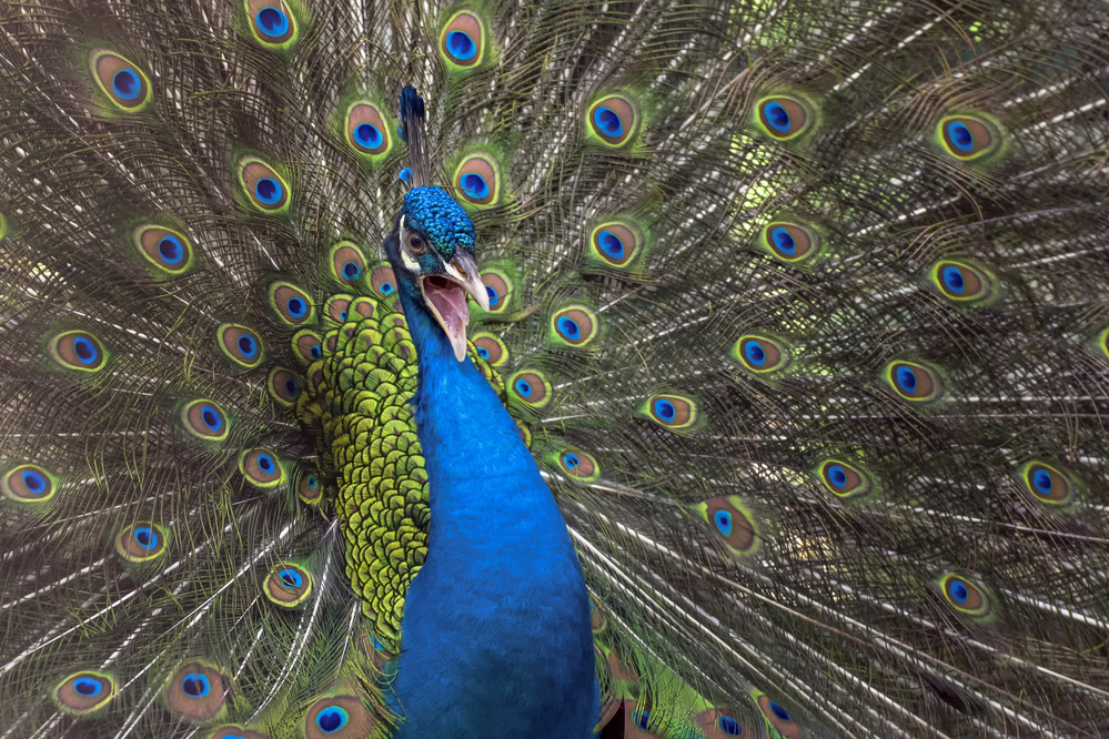 Indian peafowl von Dikky Oesin