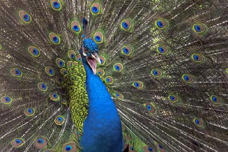 Indian peafowl