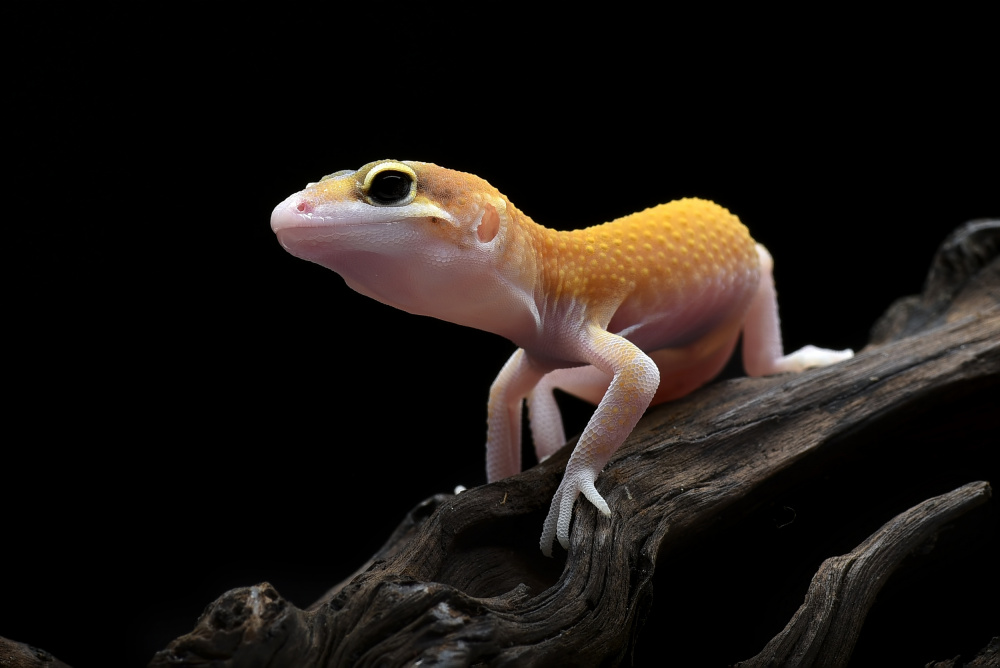 Leopard gecko von Dikky Oesin