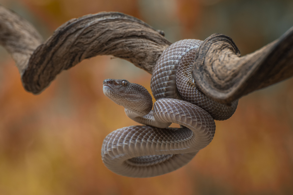 Mangrove pit viper von Dikky Oesin