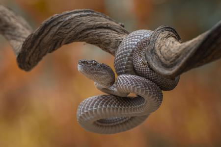 Mangrove pit viper